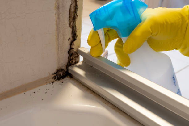Best Attic Mold Remediation in Glendale, MS